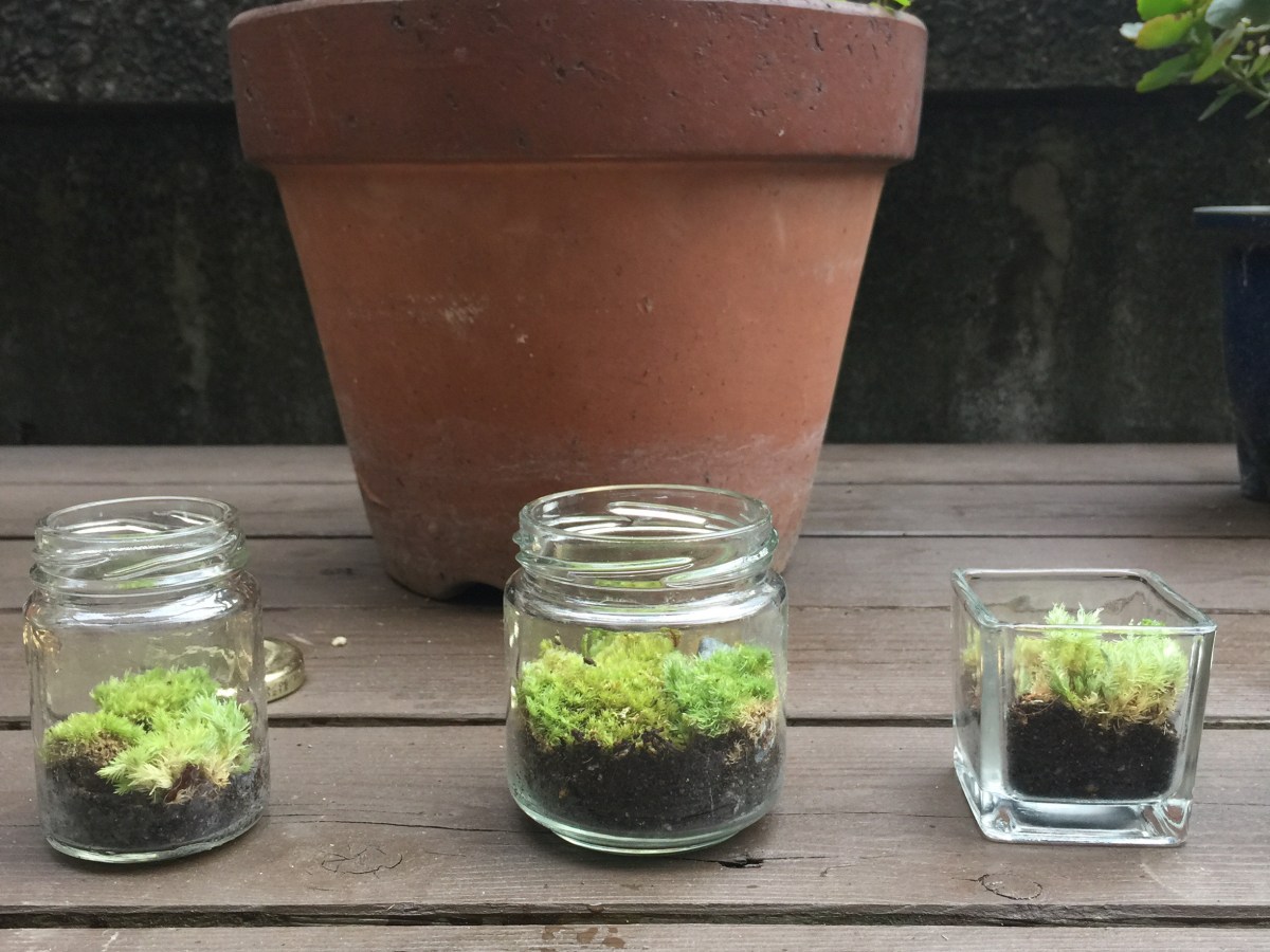 Mini Terrariums