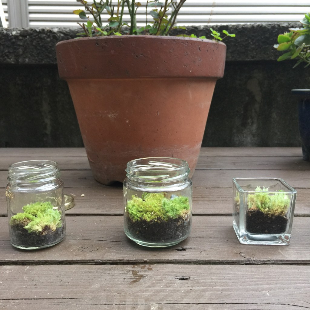 Mini Terrariums