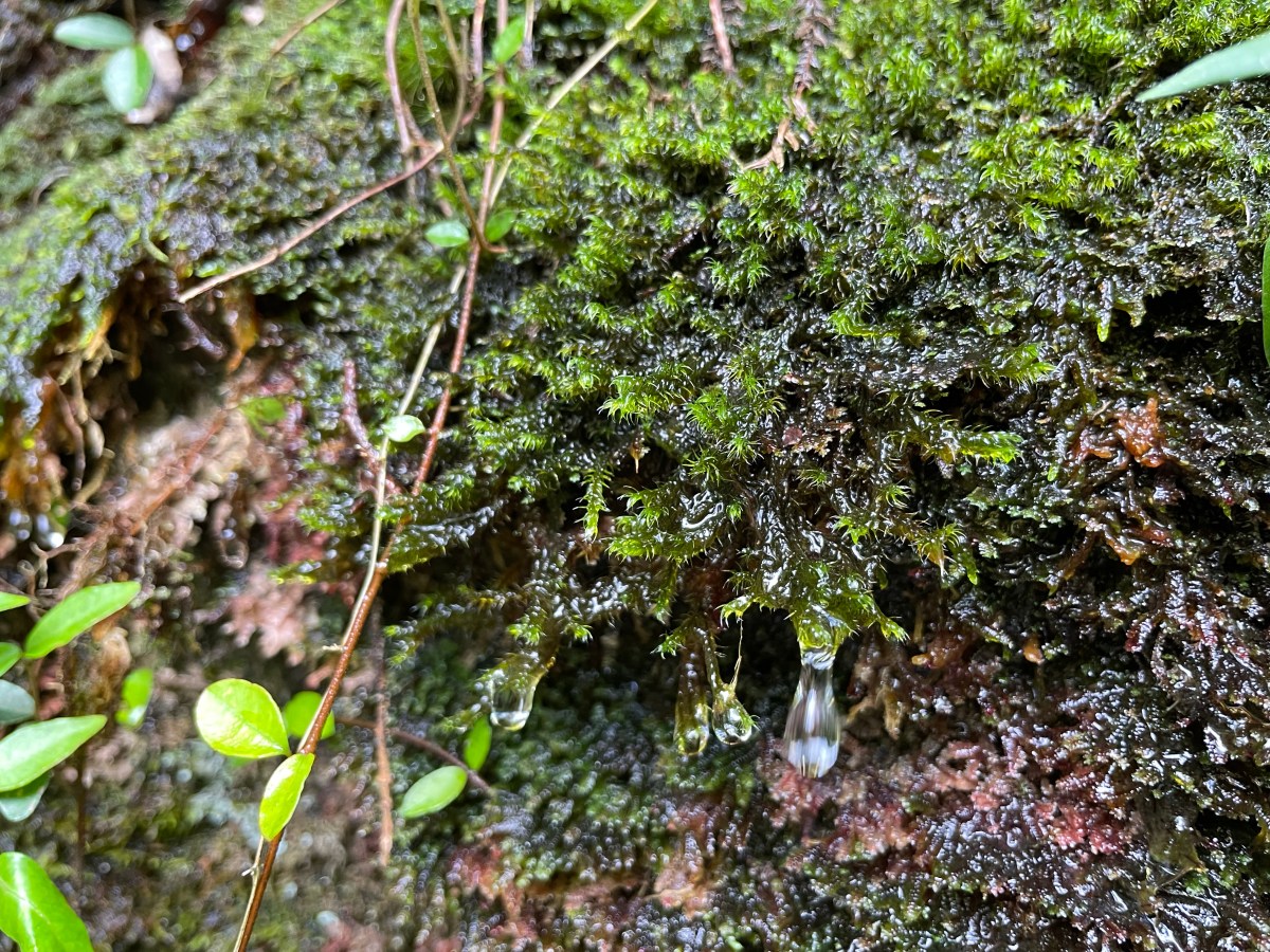 1min Okutama Moss&nbsp;Meditation