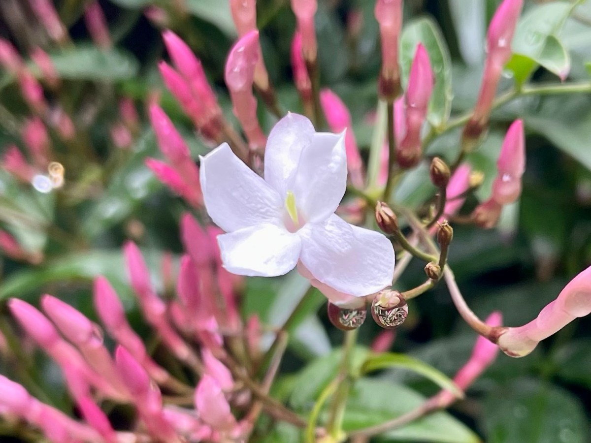 Do your bit for the pandemic and world peace through&nbsp;self-help