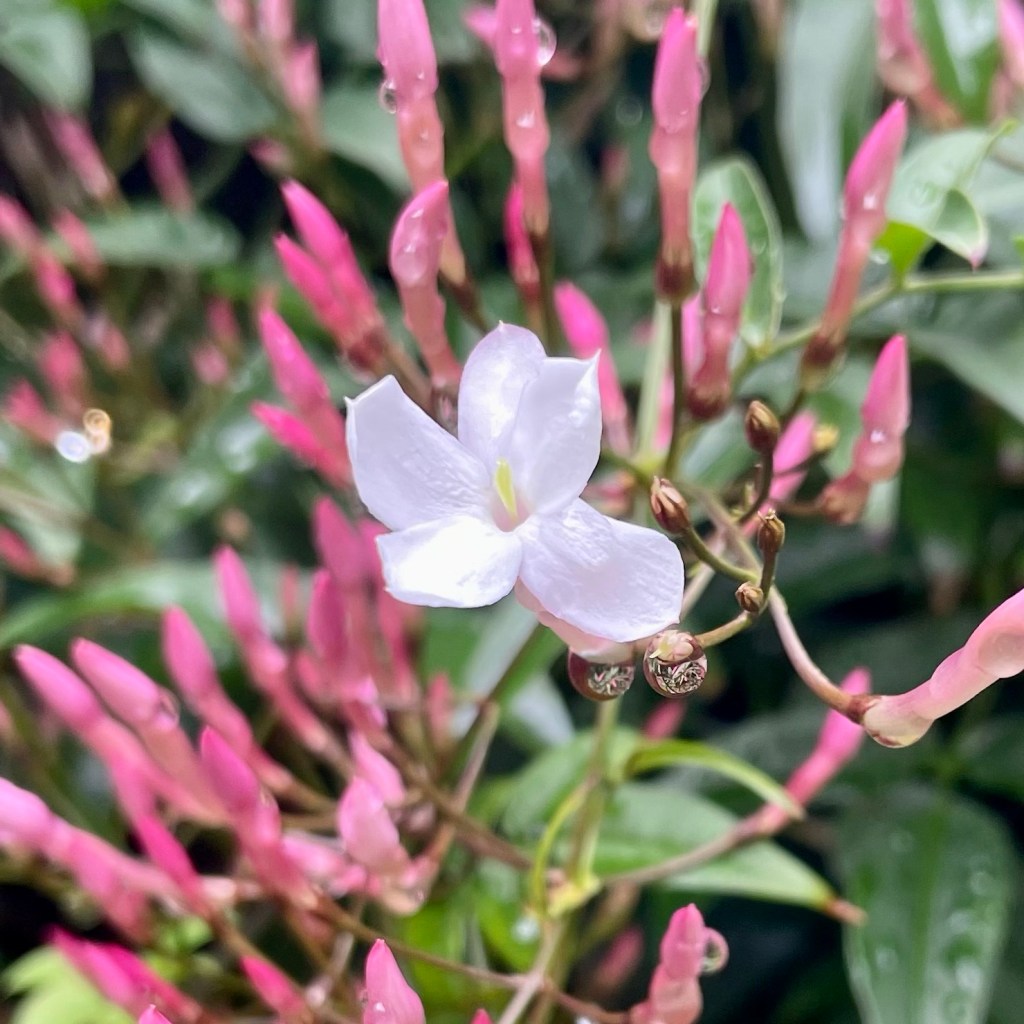 Do your bit for the pandemic and world peace through&nbsp;self-help